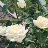 Інна