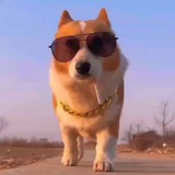5🐾🍋🏎