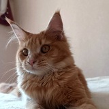 L'enоk