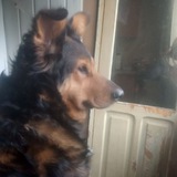 Cergiez