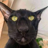 Катя