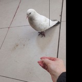 Діана