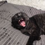 kitsok