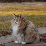 Alla