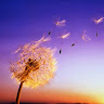 Innet Wind