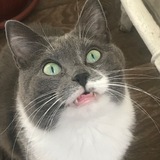 ВВ