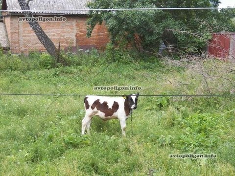 Житомирська область: через корову на дорозі трапилась аварія, фото №8 на сайті 20minut.ua