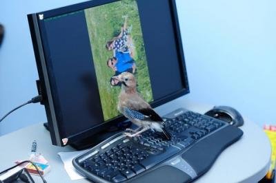 Фотосесія для пташки, фото №1 на сайті 20minut.ua