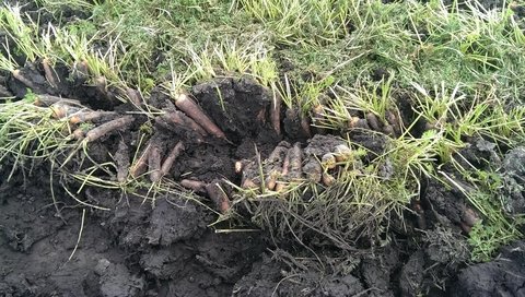 На Житомирщині фермери збирають моркву в екстримальних умовах на сайті 20minut.ua На Житомирщині фермери збирають моркву в екстримальних умовах, фото №2 на сайті 20minut.ua
