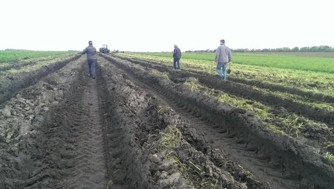 На Житомирщині фермери збирають моркву в екстримальних умовах на сайті 20minut.ua На Житомирщині фермери збирають моркву в екстримальних умовах, фото №1 на сайті 20minut.ua