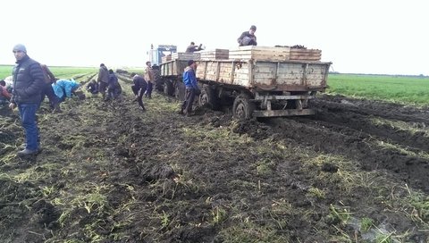 На Житомирщині фермери збирають моркву в екстримальних умовах на сайті 20minut.ua На Житомирщині фермери збирають моркву в екстримальних умовах, фото №4 на сайті 20minut.ua