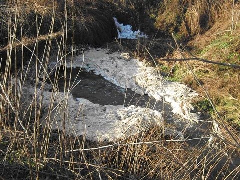 На Тернопільщині через цукровий завод загинула риба на сайті 20minut.ua На Тернопільщині через цукровий завод загинула риба, фото №1 на сайті 20minut.ua