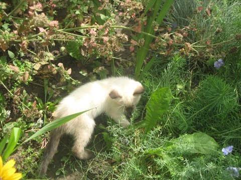 Врятувала життя псові: жмеринчанка Анжела не віддасть тепер свого Августа нікому, фото №4 на сайті 20minut.ua