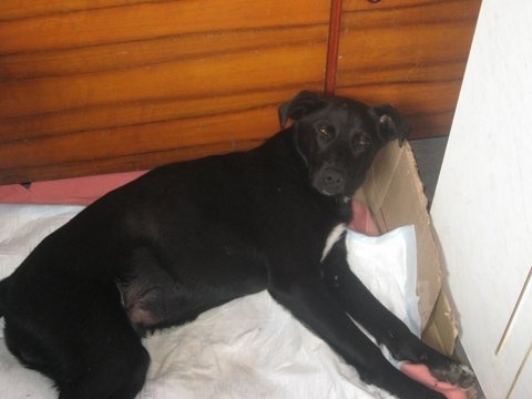 Врятувала життя псові: жмеринчанка Анжела не віддасть тепер свого Августа нікому, фото №3 на сайті 20minut.ua