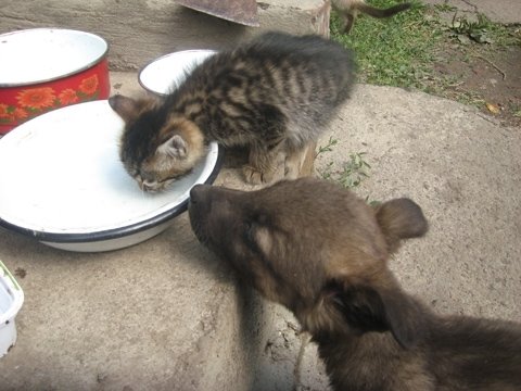Врятувала життя псові: жмеринчанка Анжела не віддасть тепер свого Августа нікому, фото №2 на сайті 20minut.ua