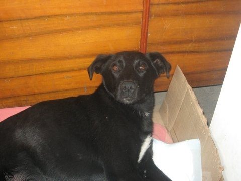 Врятувала життя псові: жмеринчанка Анжела не віддасть тепер свого Августа нікому, фото №5 на сайті 20minut.ua