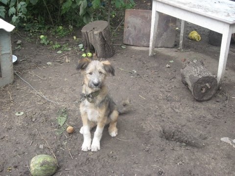 Врятувала життя псові: жмеринчанка Анжела не віддасть тепер свого Августа нікому, фото №6 на сайті 20minut.ua