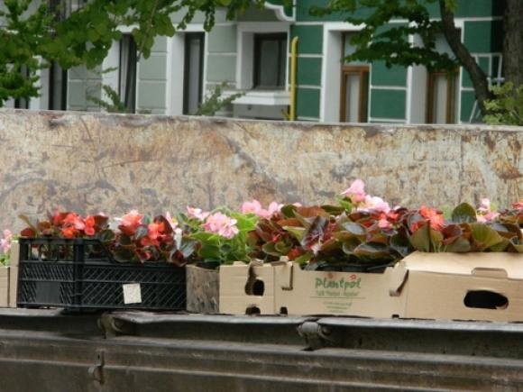 Фото дня: біля міськради насадили квітів, фото №1 на сайті 20minut.ua