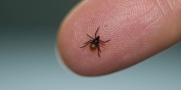 Тільки температура повітря нагріється до 15-16 градусів - почнуть нападати кліщі на сайті 20minut.ua Тільки температура повітря нагріється до 15-16 градусів - почнуть нападати кліщі, фото №2 на сайті 20minut.ua