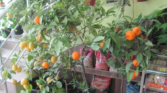 Пасхальний Козятин в третій день Пасхи, 18 квітня, вівторок, фото №40 на сайті 20minut.ua