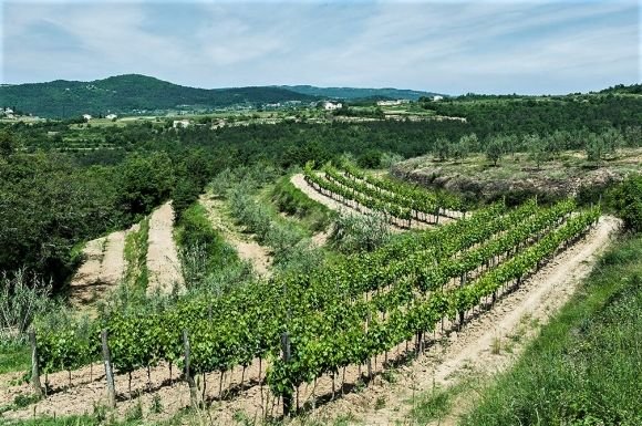 Гриби від 300 євро за кіло. Під Вінницею фермер вирощує трюфелі на сайті 20minut.ua Гриби від 300 євро за кіло. Під Вінницею фермер вирощує трюфелі, фото №2 на сайті 20minut.ua