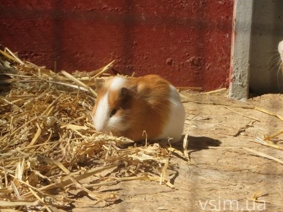 У міському зоокутку поповнення: народились ведмежа Балу та пара козенят на сайті vsim.ua У міському зоокутку поповнення: народились ведмежа Балу та пара козенят, фото №6 на сайті vsim.ua