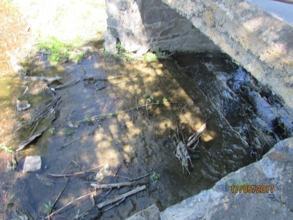 На козятинському водоймищі з'явилися маленькі лебедята, фото №1 на сайті 20minut.ua