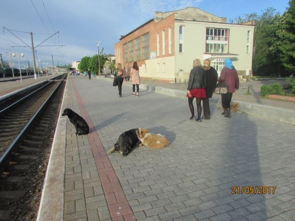 Влада почала висаджувати в Козятині квіти, фото №13 на сайті 20minut.ua