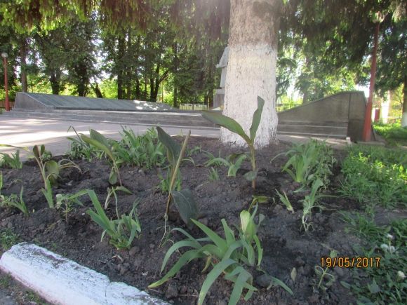 Влада почала висаджувати в Козятині квіти, фото №2 на сайті 20minut.ua