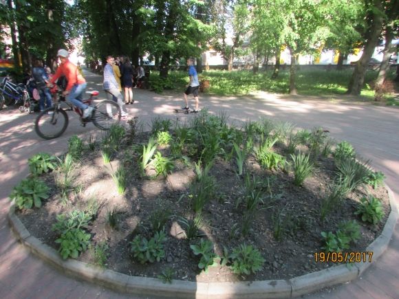 Влада почала висаджувати в Козятині квіти, фото №4 на сайті 20minut.ua