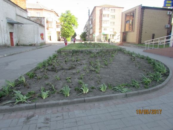 Влада почала висаджувати в Козятині квіти, фото №6 на сайті 20minut.ua