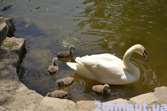 Фото дня: Кам’янець милується лебединим поповненням, фото №3 на сайті 20minut.ua