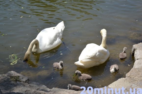 Фото дня: Кам’янець милується лебединим поповненням, фото №2 на сайті 20minut.ua