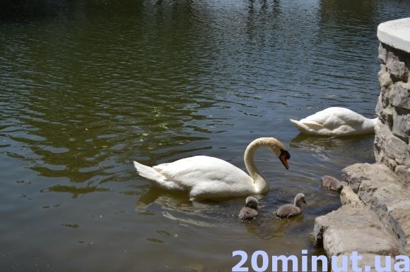 Фото дня: Кам’янець милується лебединим поповненням, фото №1 на сайті 20minut.ua