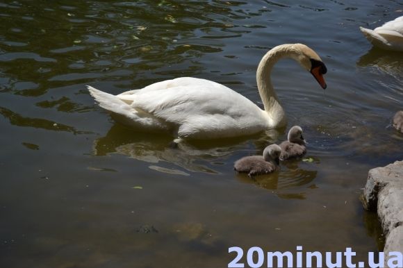 Фото дня: Кам’янець милується лебединим поповненням, фото №6 на сайті 20minut.ua
