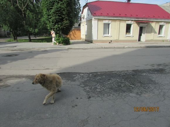 Прогулянка Козятином: подекуди не завадять гумові чоботи на сайті 20minut.ua Прогулянка Козятином: подекуди не завадять гумові чоботи, фото №20 на сайті 20minut.ua