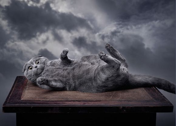 У Хмельницькому музеї фотомистецтва оселились "надзвичайні тваринки" на сайті vsim.ua У Хмельницькому музеї фотомистецтва оселились "надзвичайні тваринки", фото №2 на сайті vsim.ua