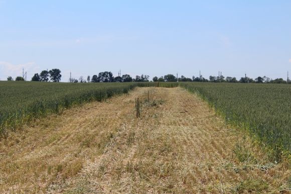 «Мерців будуть хоронити в багні». На Сабарові протестували проти цвинтаря на сайті 20minut.ua «Мерців будуть хоронити в багні». На Сабарові протестували проти цвинтаря, фото №9 на сайті 20minut.ua