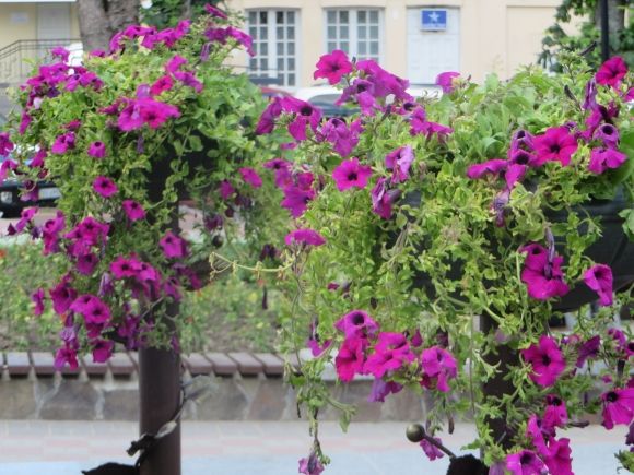 Квіти на дереві: біля кінотеатру Шевченка облаштували нову клумбу, фото №2 на сайті vsim.ua