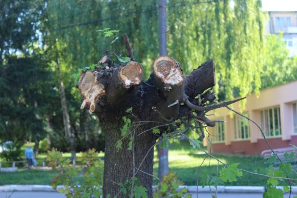 На проспекті Космонавтів викорчовують клени. Що посадять замість них? на сайті 20minut.ua На проспекті Космонавтів викорчовують клени. Що посадять замість них?, фото №4 на сайті 20minut.ua