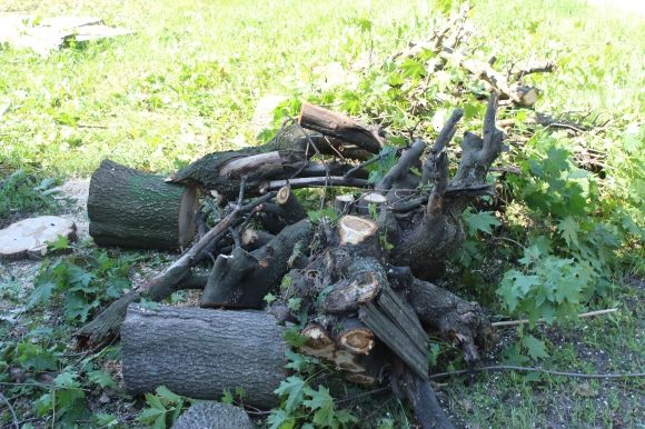 На проспекті Космонавтів викорчовують клени. Що посадять замість них? на сайті 20minut.ua На проспекті Космонавтів викорчовують клени. Що посадять замість них?, фото №6 на сайті 20minut.ua