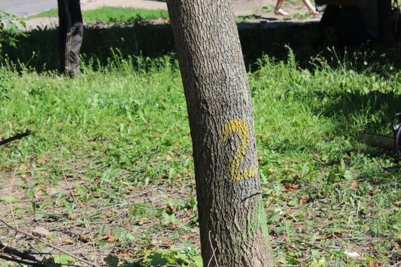 На проспекті Космонавтів викорчовують клени. Що посадять замість них? на сайті 20minut.ua На проспекті Космонавтів викорчовують клени. Що посадять замість них?, фото №3 на сайті 20minut.ua