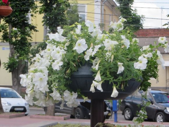 Квіти на дереві: біля кінотеатру Шевченка облаштували нову клумбу, фото №1 на сайті vsim.ua