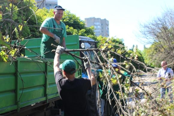 На проспекті Космонавтів викорчовують клени. Що посадять замість них?, фото №5 на сайті 20minut.ua