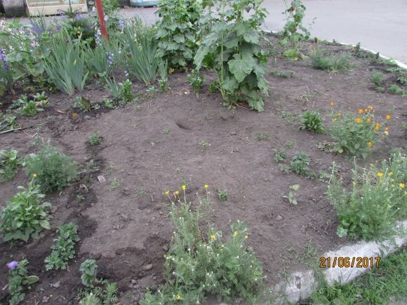 В Козятині живуть справжні патріоти, фото №6 на сайті 20minut.ua