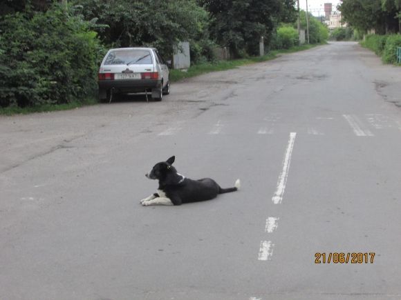 В Козятині живуть справжні патріоти, фото №7 на сайті 20minut.ua