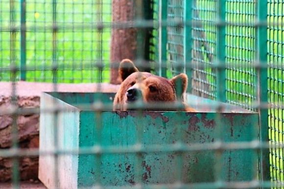 Ведмежий «ол інклюзів». У Подільському зоопарку буде новий вольєр для ведмедів на сайті 20minut.ua Ведмежий «ол інклюзів». У Подільському зоопарку буде новий вольєр для ведмедів, фото №2 на сайті 20minut.ua
