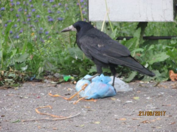 В Козятині живуть справжні патріоти, фото №16 на сайті 20minut.ua