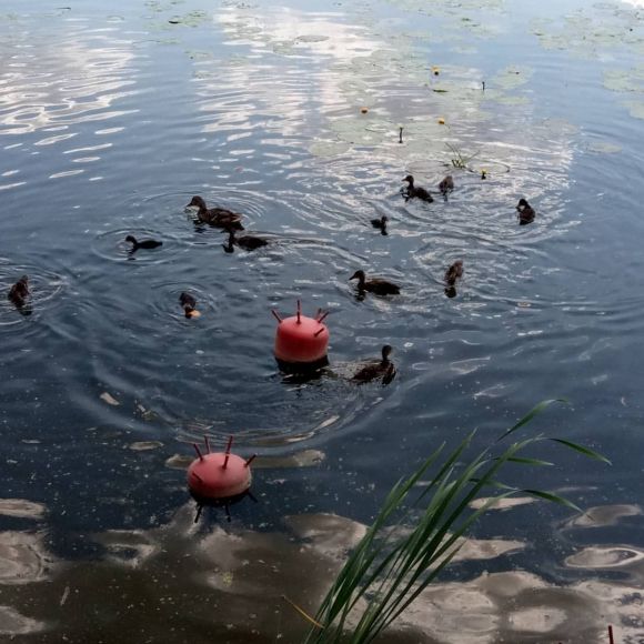 Як гриль-паб «Вінницька реберня» через півтора місяці після відкриття приймав «Ревізора» (Новини компаній), фото №22 на сайті 20minut.ua
