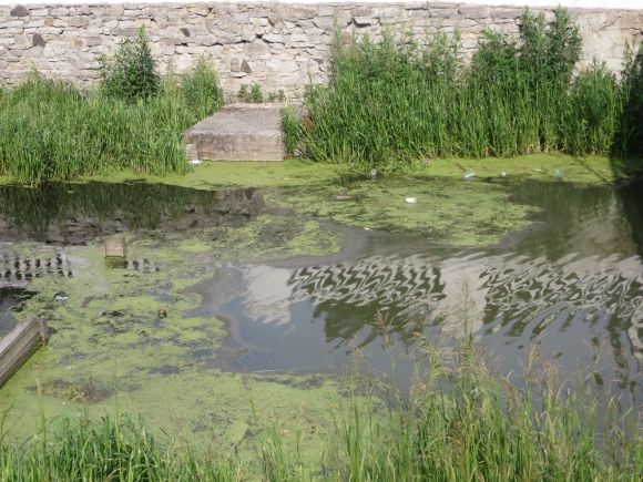 У Хмельницькому "зацвів" Південний Буг. Що кажуть в Дежекоінспекції на сайті vsim.ua У Хмельницькому "зацвів" Південний Буг. Що кажуть в Дежекоінспекції, фото №1 на сайті vsim.ua